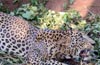 Leopard trapped in snare in Puttur